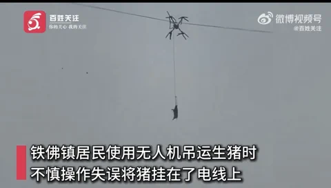 Drone Pig Airlift Goes Spectacularly Wrong, Causes 10-Hour Blackout