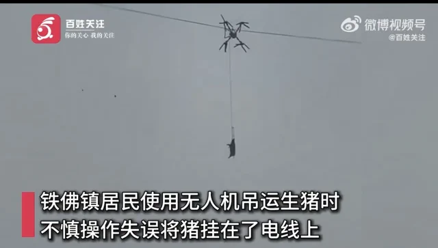 Drone Pig Airlift Goes Spectacularly Wrong, Causes 10-Hour Blackout