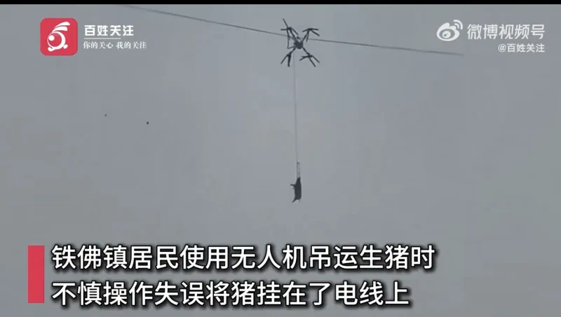 Drone Pig Airlift Goes Spectacularly Wrong, Causes 10-Hour Blackout
