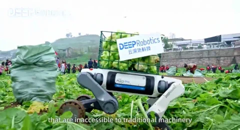 This High-Tech Robo-Dog's New Job is Hauling Cabbages